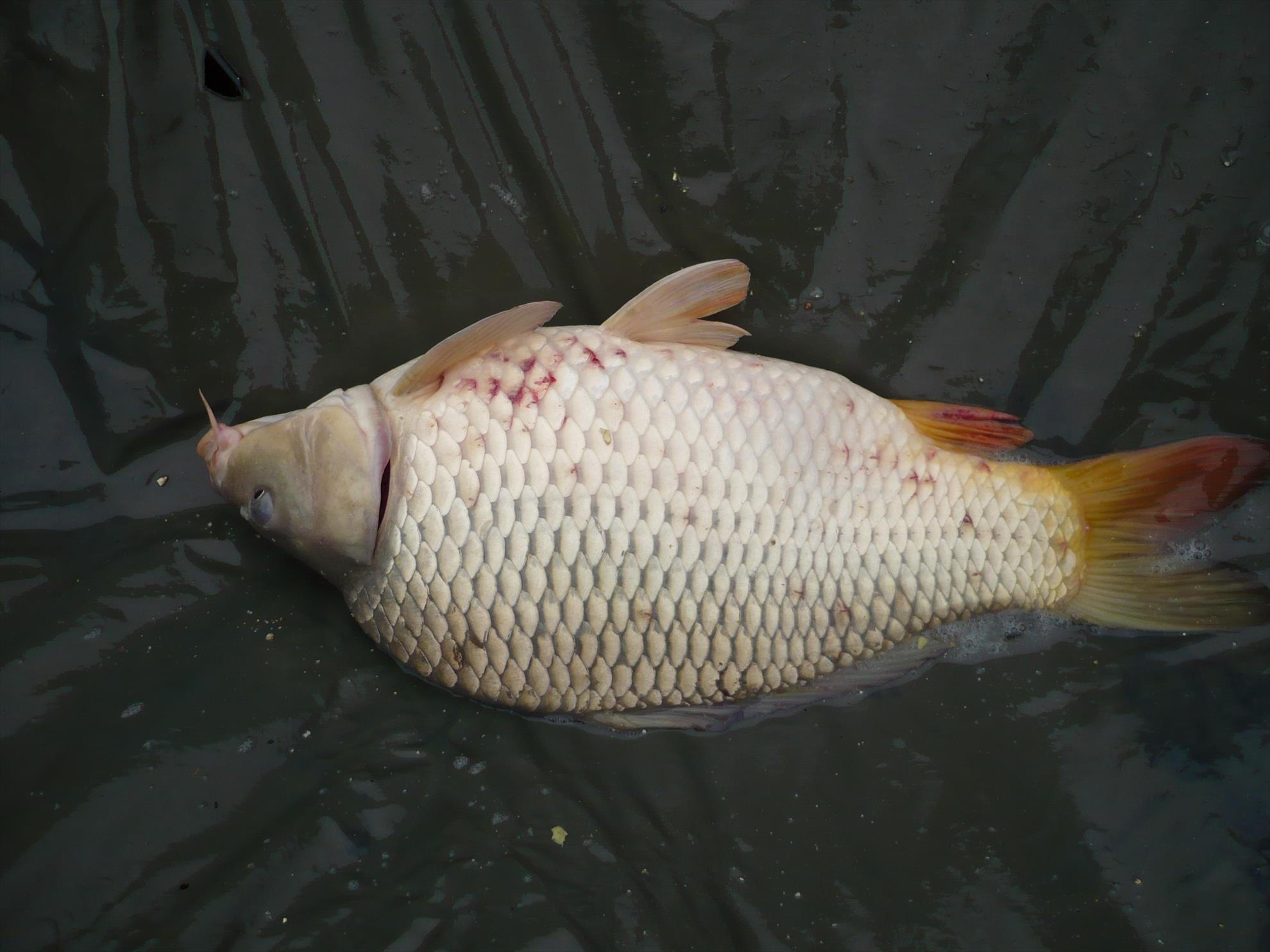 MV2 - 13.NOI.2013 - p1010923.JPG